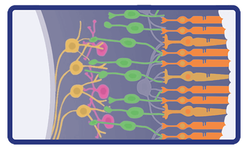retina